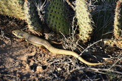 Plestiodon obsoletus