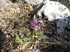 Orchis anatolica