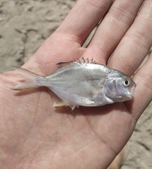 Trachinotus