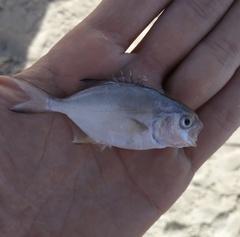 Trachinotus
