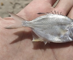 Trachinotus