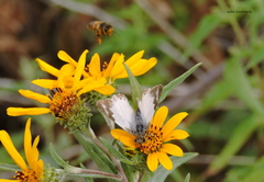 Heliopetes omrina