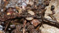 Haplophthalmus danicus