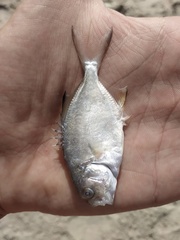 Trachinotus