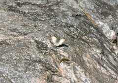 Heliopetes omrina