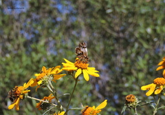 Heliopetes omrina