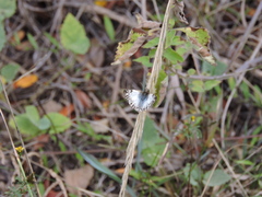 Heliopetes omrina