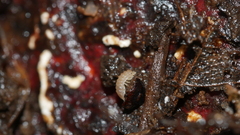 Haplophthalmus danicus