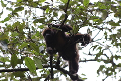Alouatta guariba
