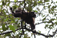 Alouatta guariba