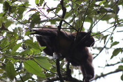 Alouatta guariba