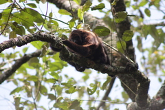 Alouatta guariba