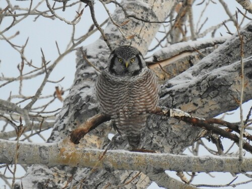 Northern Hawk Owl photographed in Montana