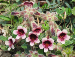 Rehmannia glutinosa