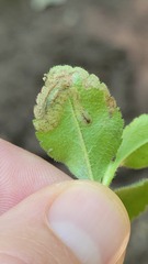 Phytomyza crassiseta