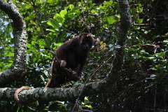 Alouatta guariba
