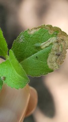 Phytomyza crassiseta