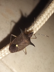 Proxys albopunctulatus