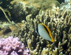 Chaetodon lineolatus