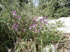 Orchis anatolica