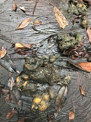 Chrysocyon brachyurus