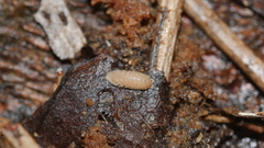 Haplophthalmus danicus