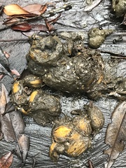 Chrysocyon brachyurus