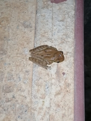 Smilisca baudinii