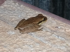 Smilisca baudinii