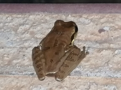 Smilisca baudinii