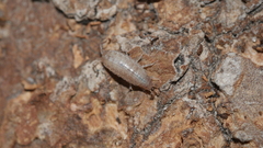 Chaetophiloscia sicula