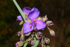 Tradescantia ohiensis