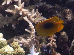 Chaetodon speculum