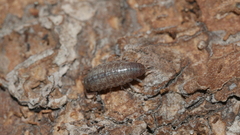 Chaetophiloscia sicula