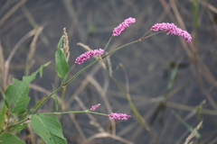 Persicaria viscosa