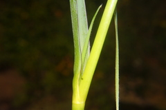 Tradescantia ohiensis