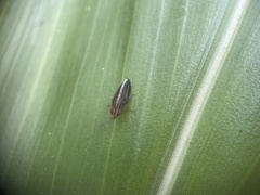 Cephaloconus cyprinus