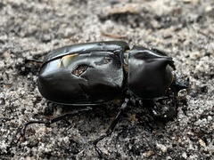 Xylotrupes