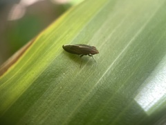 Cephaloconus cyprinus