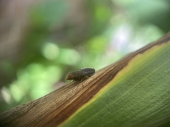 Cephaloconus cyprinus