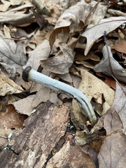 Tolypocladium capitatum