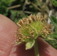 Calotis glandulosa