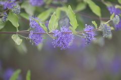 Caryopteris