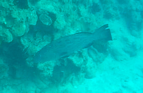 Black grouper