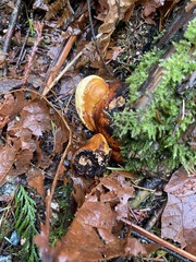Fomitopsis mounceae