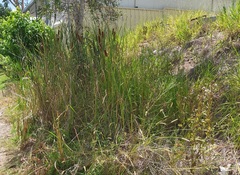 Typha orientalis