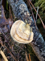 Trametes hirsuta