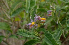 Solanum bahamense