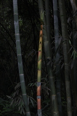Phyllostachys edulis