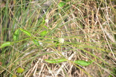 Alternanthera flavescens